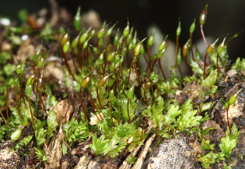 Fissidens osmundoides